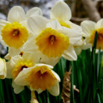 Large-cupped daffodils